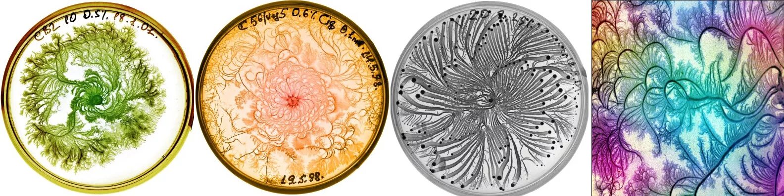 Petri art техника эпоксидная смола. часы из эпоксидной смолы. био арт чашка петри. эффект петри в эпоксидной смоле. петри арт смола.