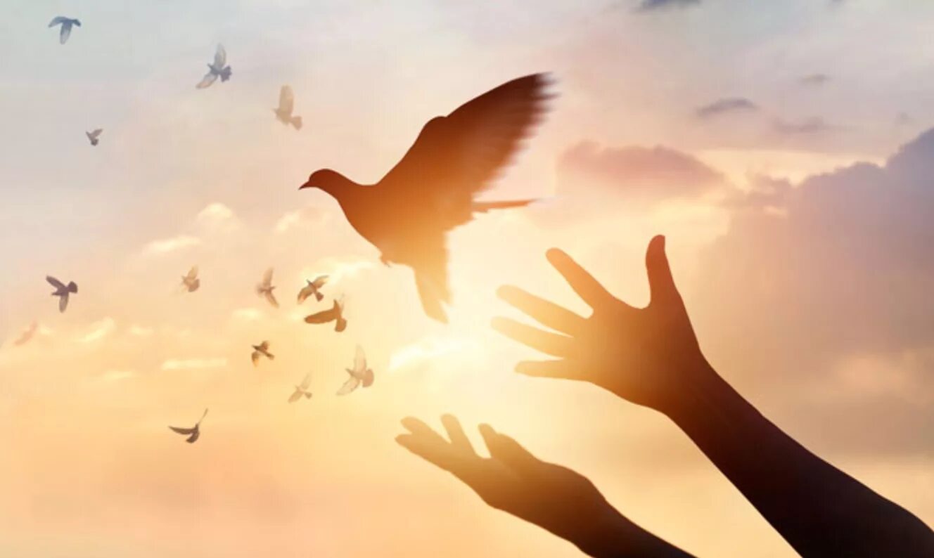 Автономная свобода. Свободная птица. Птица улетает с руки. Отпустить птицу в небо. Свобода счастье.