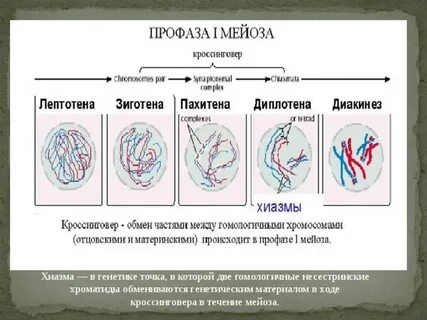 Генетический материал мейоза
