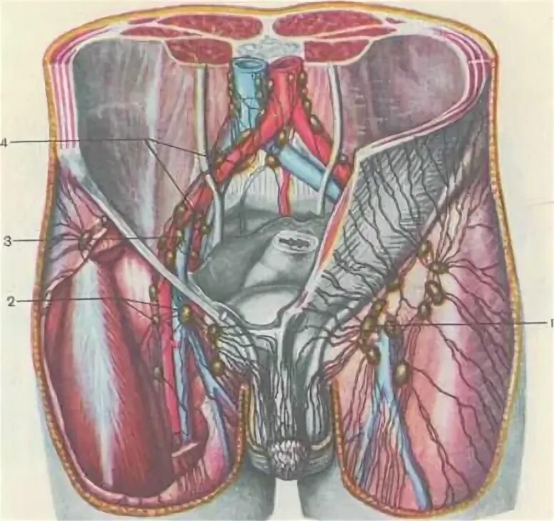 Вена в паху у мужчин. Лимфоузлы в паховой области. Паховая Вена у мужчин анатомия. Лимфоузлы паховые увидиченые.