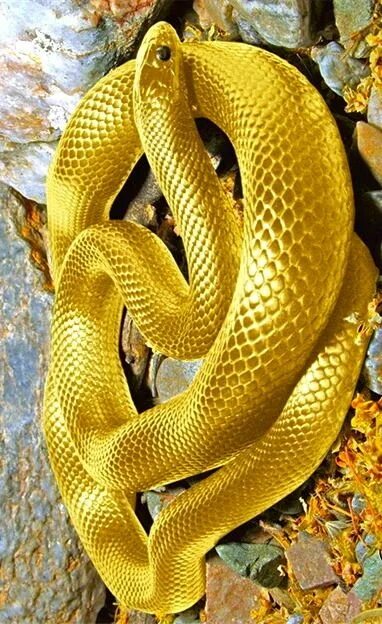 30*30CM - Round Drill Diamond Painting - Snake, 501 Original - buy at the price 