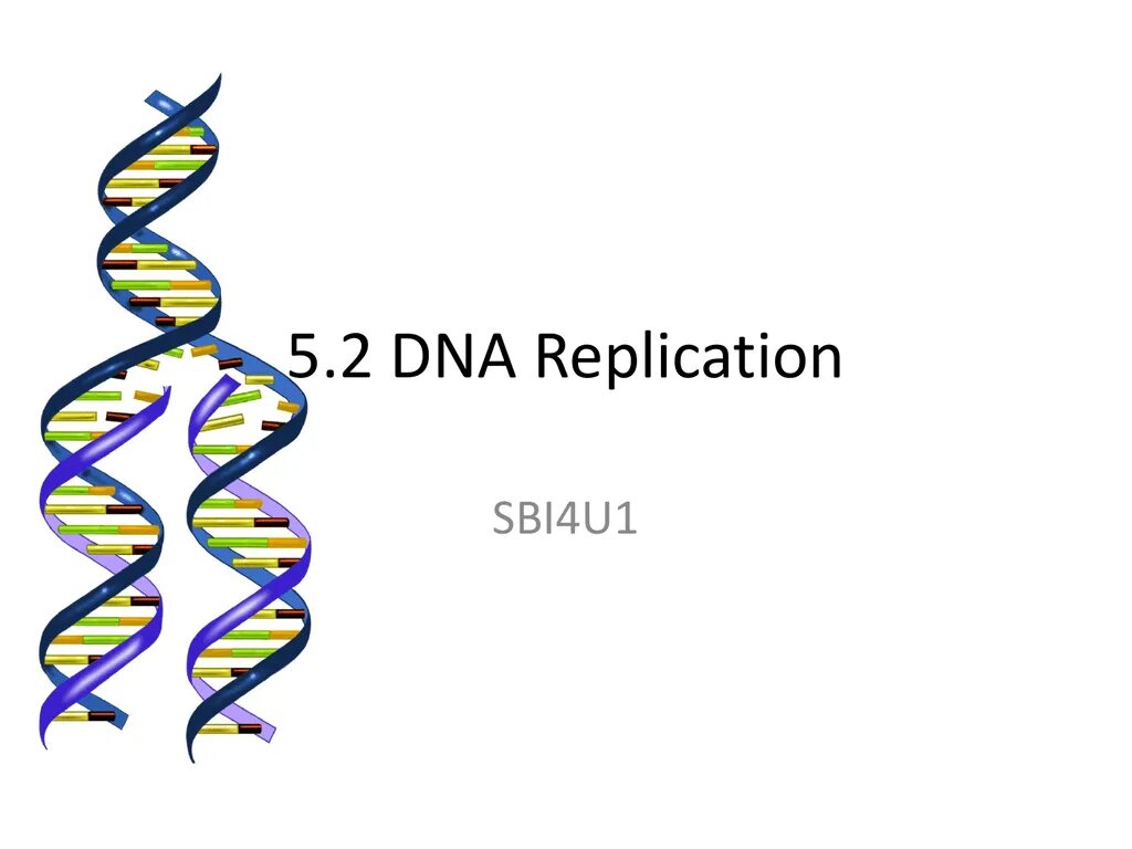 Репликация ДНК. DNA Replication presentation. Репликация ДНК происходит в фазе. DNA 2 персонажи.