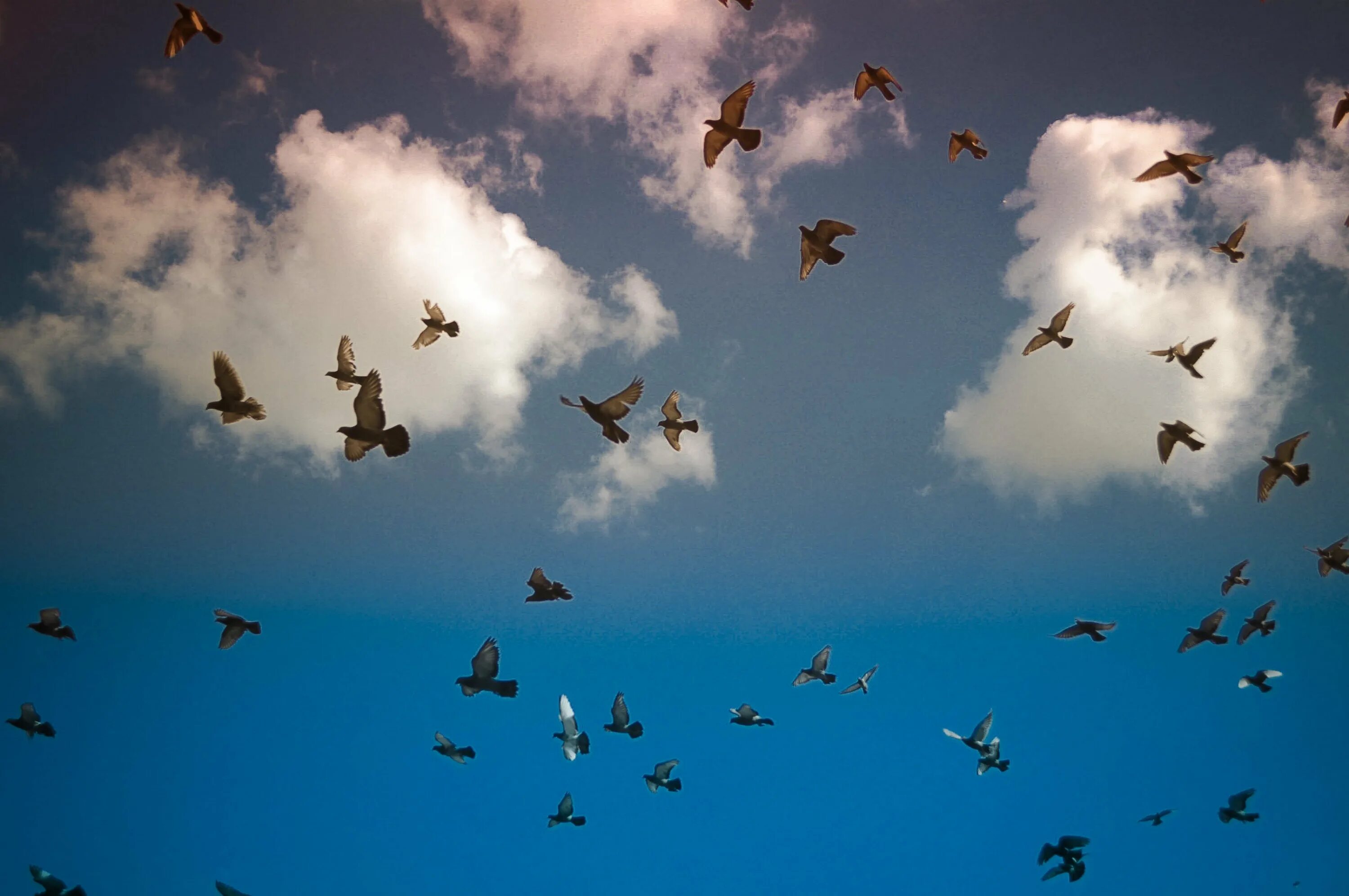 Белые птицы кружат над крышами слушать. Голуби в небе. Стая птиц. Стая голубей. Голуби улетели.