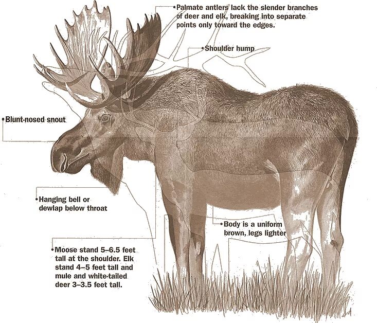 Какая часть лося. Части тела лося. Высота лося в холке. Холка у лося. Лось Размеры.