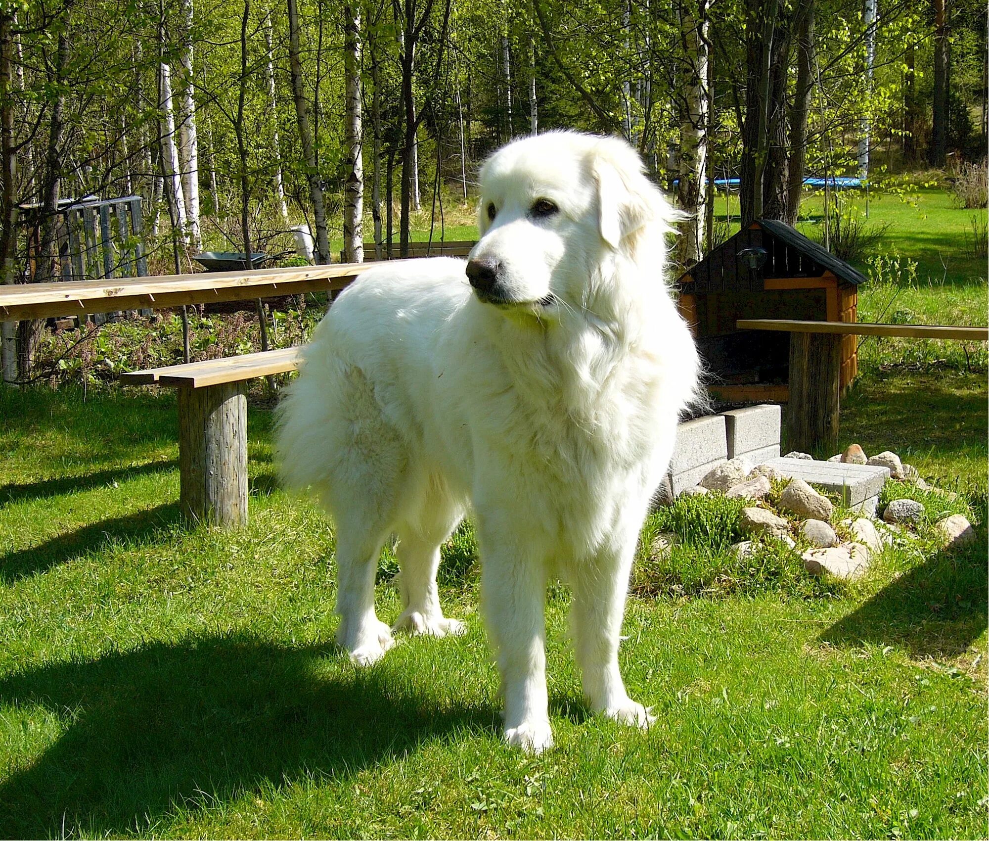 Большая белая собака. Пиренейская Горная овчарка. Пиренейский зенненхунд белый. Горно Пиренейская овчарка белая. Пиренейская с овчарка Горная собака.
