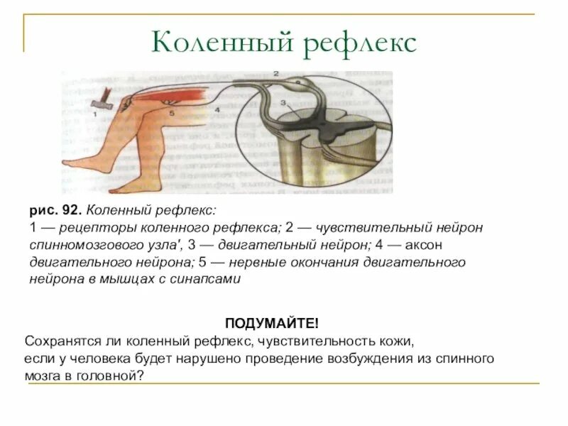 Лабораторная работа рефлекс. Сухожилие коленного сустава рефлекс. Рефлекторная дуга коленного рефлекса. Рис 125 коленный рефлекс. Лабораторная работа рефлексы.