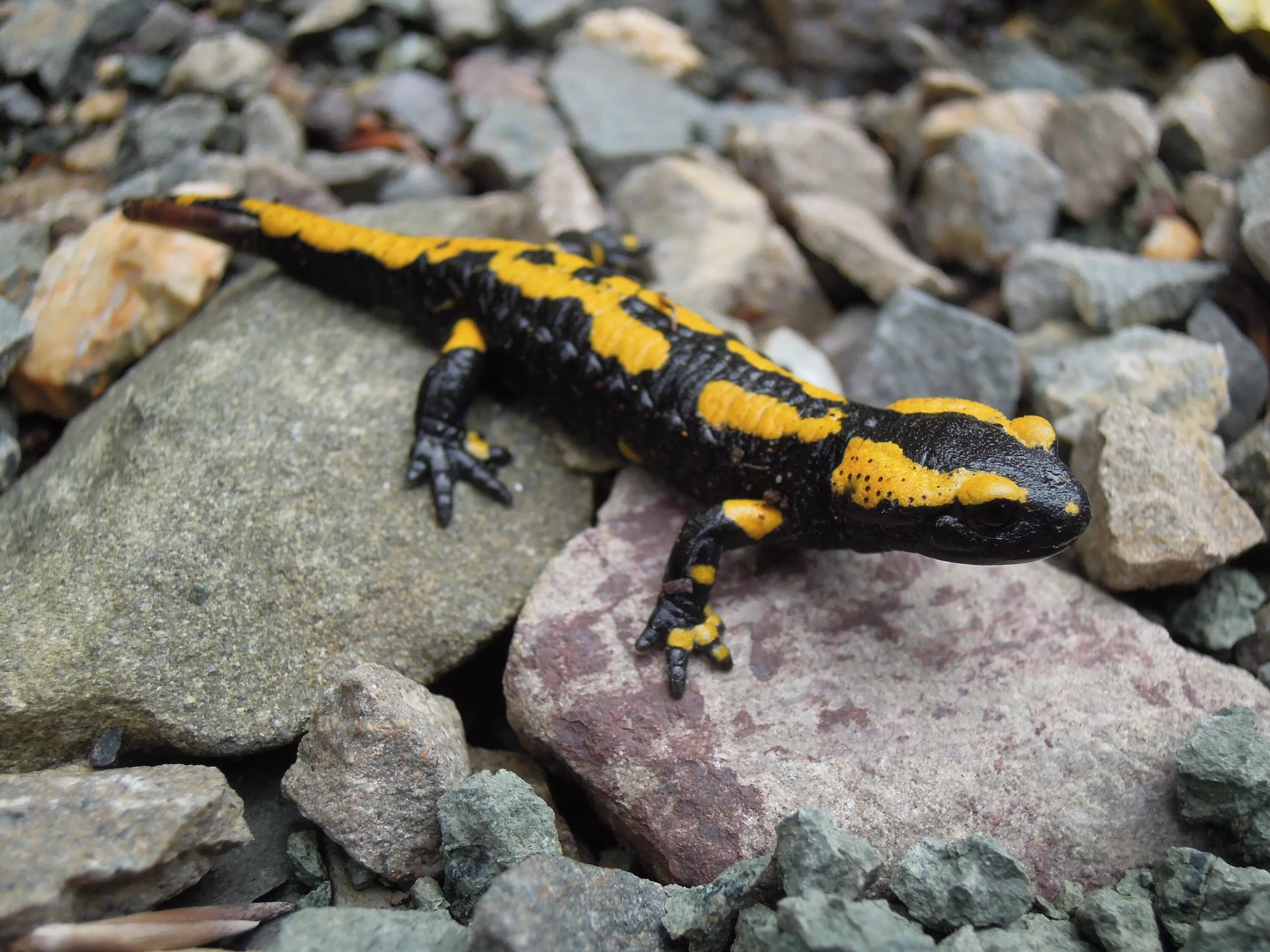 Огненная саламандра. Salamandra longirostris. Саламандра АПИ. Саламандра в дикой природе.