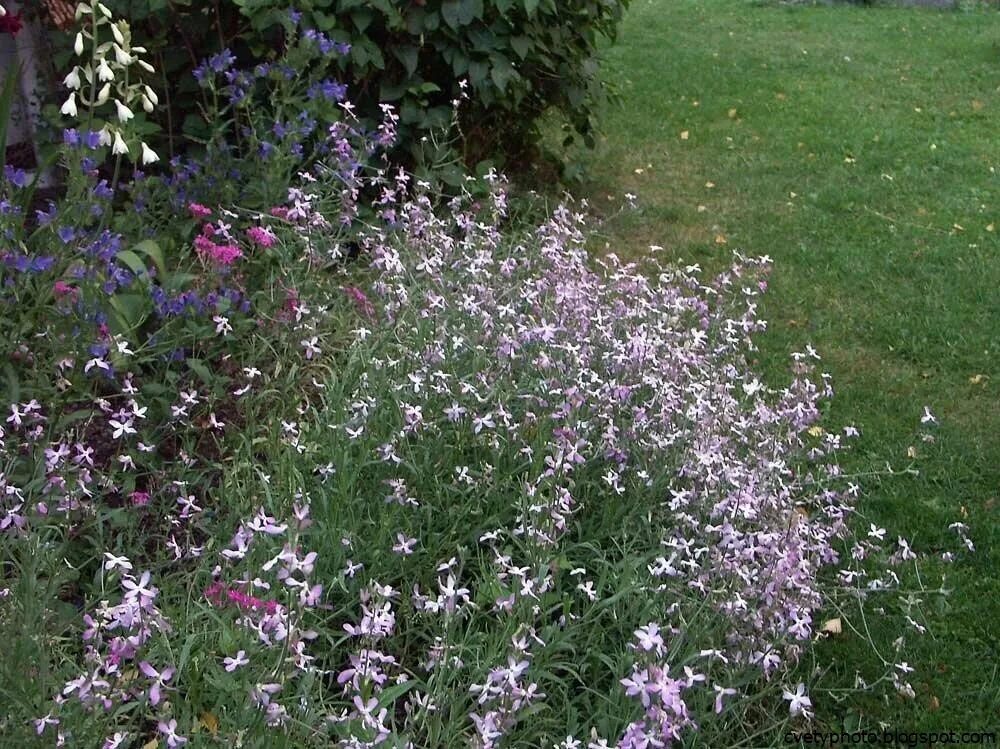 Ночная красавица mirabilis jalapa. Цветы пахнут днем. Девочка нюхает одуванчики. Маттиола двурогая. Цветы маттиола двурогая.