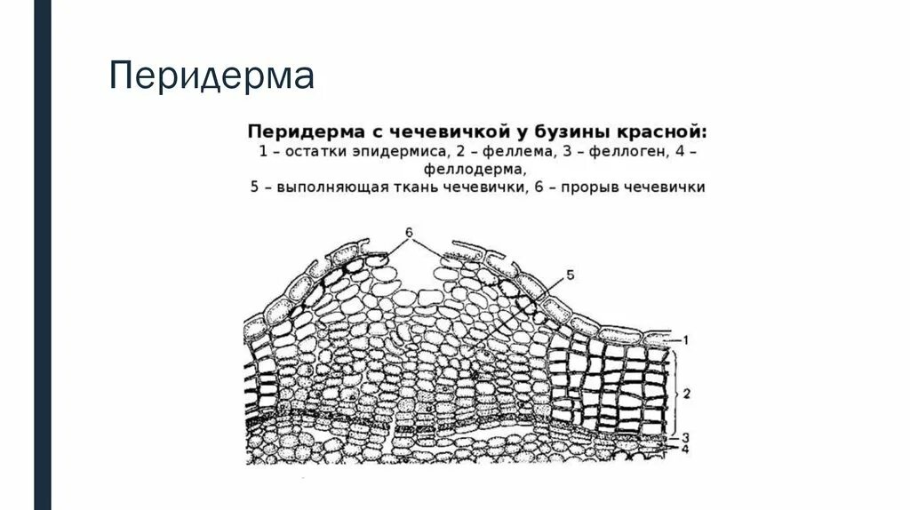 Какое значение поперечного. Вторичная покровная ткань перидерма. Перидерма стебля бузины. Строение перидермы бузины. Строение перидермы и чечевички бузины.