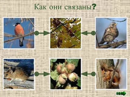 Невидимые нити между растениями и животными