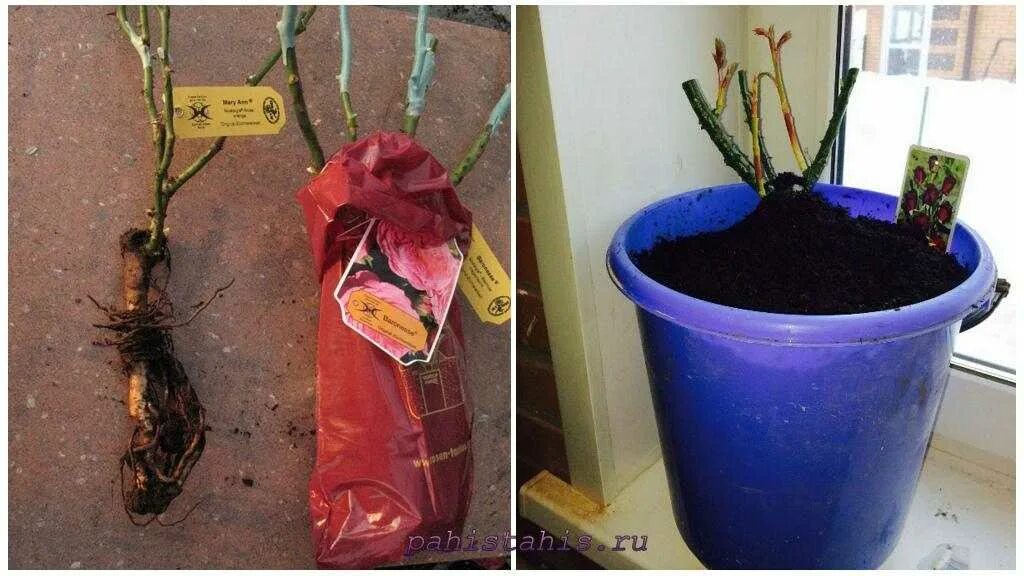 саженцы роз с открытой корневой. как хранить купленные розы до посадки. хранение саженцев. черенки черенки роз. посадка розы с открытой корневой в горшок.