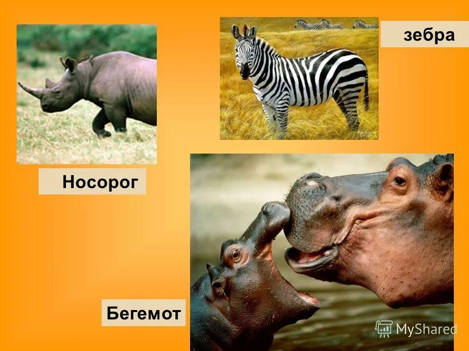 Носорог зебра. Носорог и зебра. Гибрид носорога и зебры. Зебра жираф лев бегемот змея слон носорог крокодил буйвол. Носорог зебра.