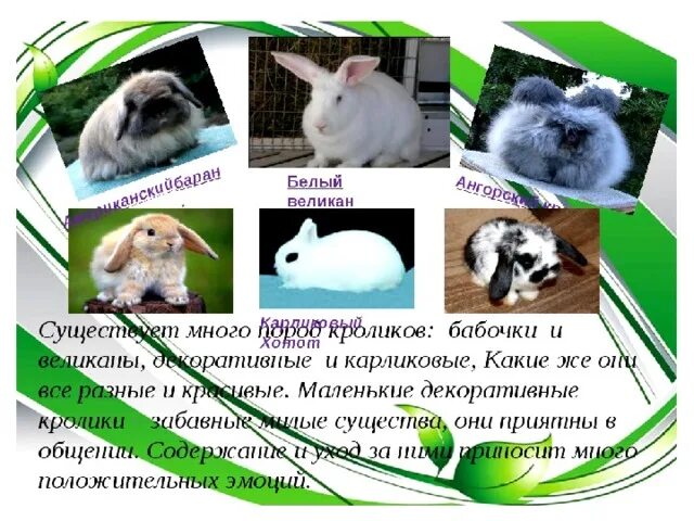 Какое имя дать кролику