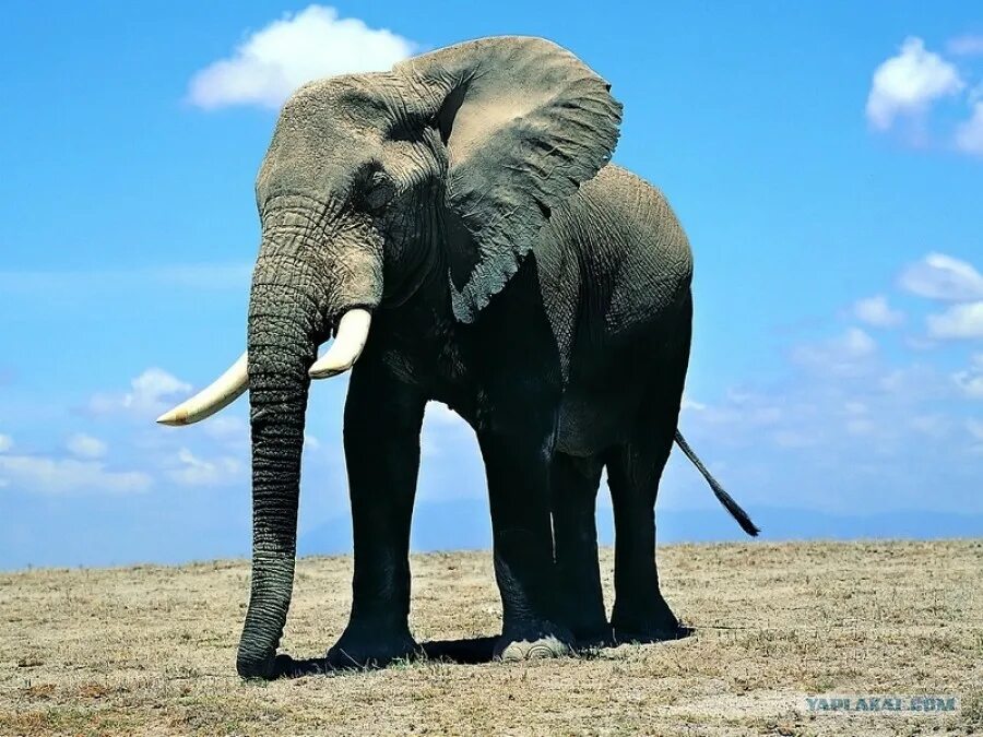 Слон слоновый. Самый большой слон. Животные слон. Африканские слоны. Слоны фото.