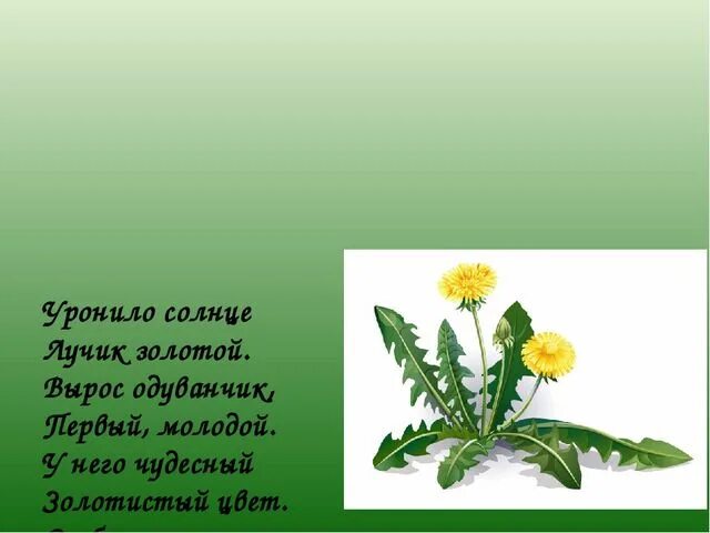 Уронило солнышко лучик золотой. Уронило солнце. Уронило солнце лучик золотой вырос одуванчик первый. Вырос одуванчик первый.