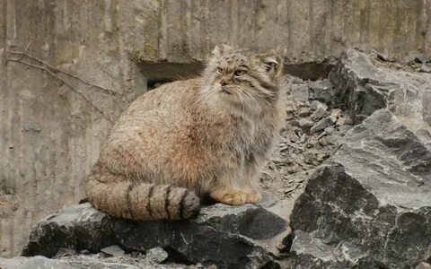 Коты большой камень