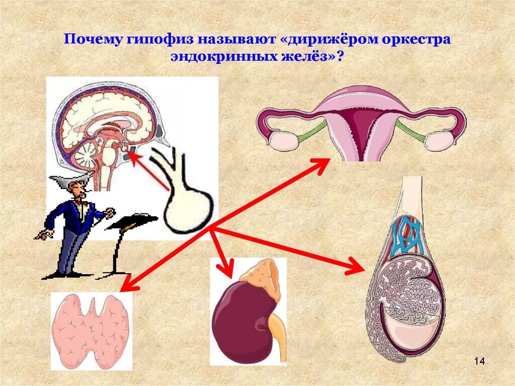 Почему гипофиз называют дирижером оркестра эндокринных желез. Дирижер оркестра эндокринных желез. Почему гипофиз называют дирижером оркестра. Какую железу называют дирижером всех желез внутренней секреции. Гипофиз эндокринной