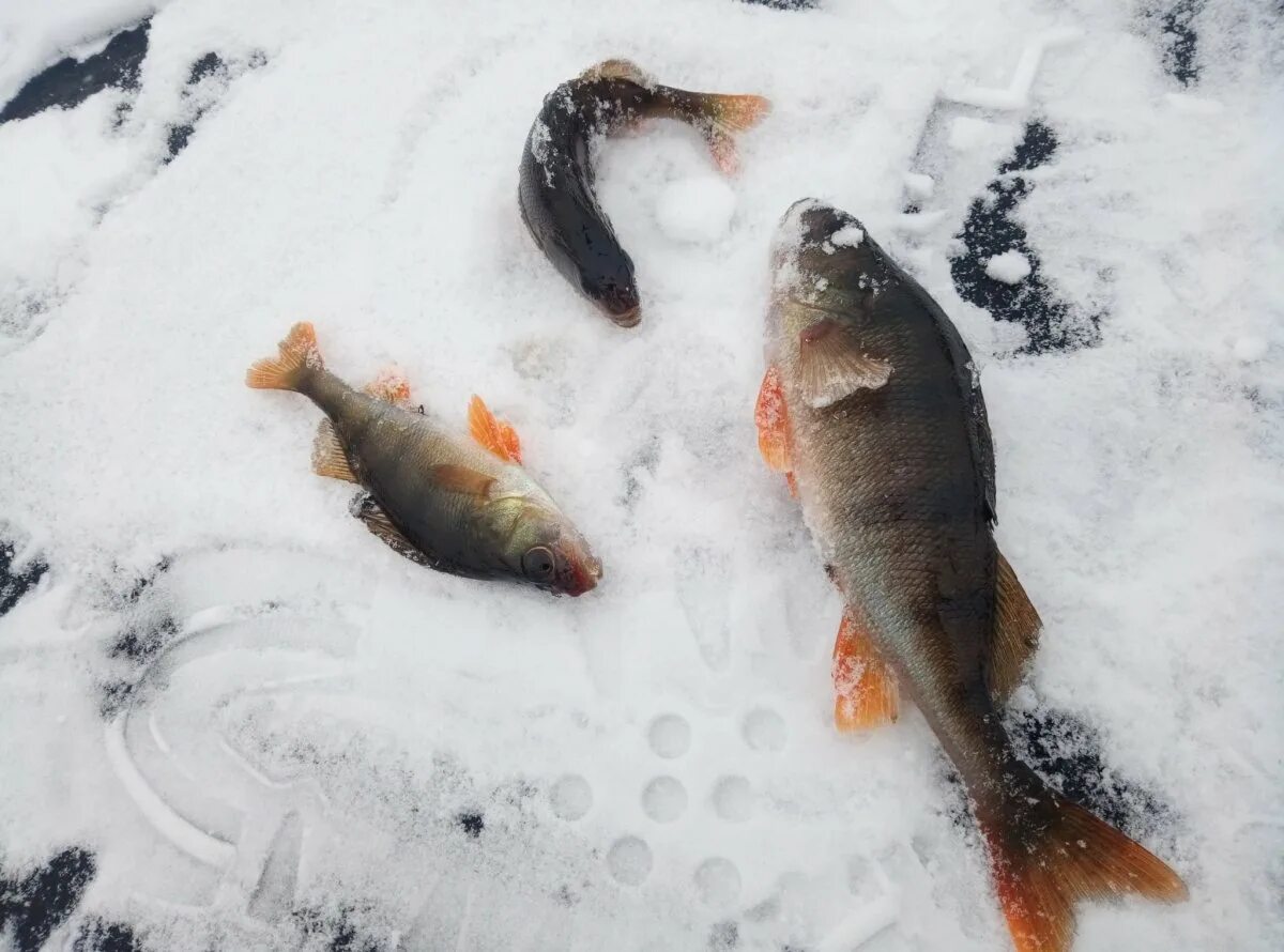 Клев окуня зимой. Мормышки на окуня в глухозимье. рыбалка в глухозимье. мормышка на окуня зимой в глухозимье. балансир на сига.