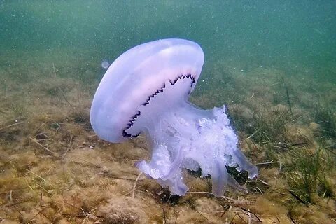 Медуза с водорослью (59 фото)