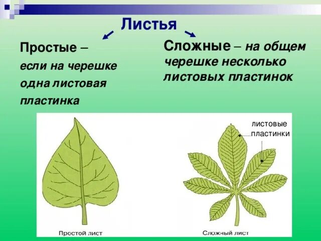 Две группы листьев растений