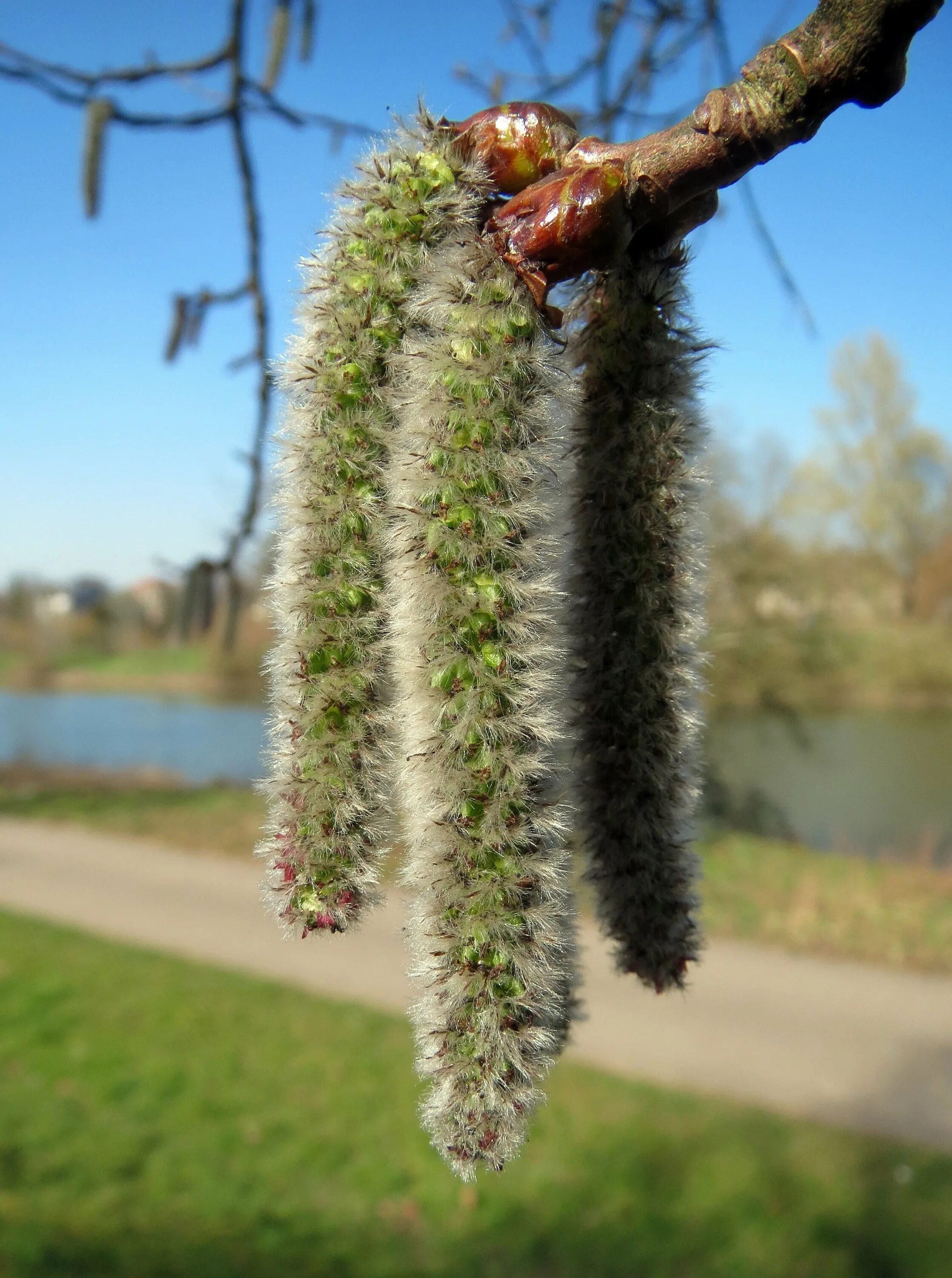 Осина (Populus tremula). Семена ивы тополя осины. Тополь цветение сережки. Тополь дрожащий (Populus tremula) семена.