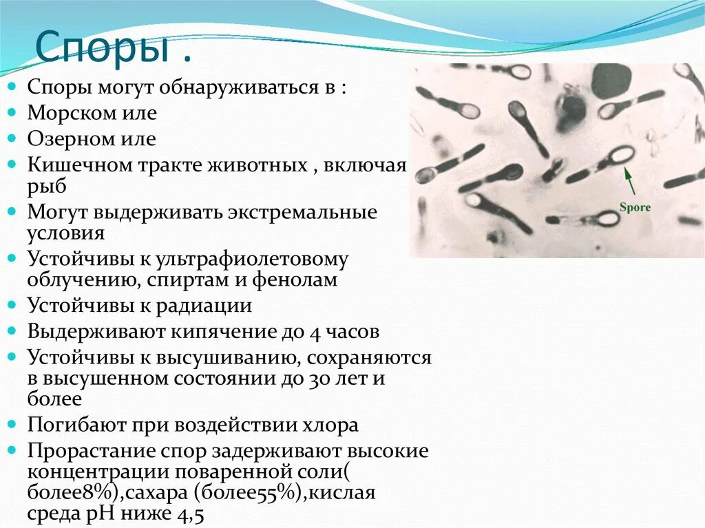 Что значит обнаружены споры. Споры. Питание споры. Споры бактерий. Споры ботулизма.