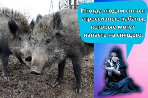 Я ядреный как кабан