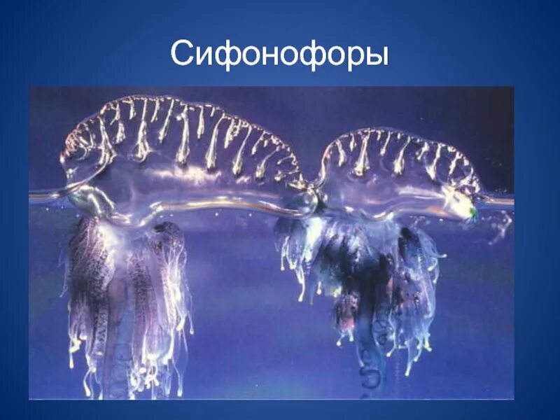 Сифонофоры это 3 класс литературное чтение. Португальский кораблик кишечнополостные. подкласс сифонофоры. колониальные сифонофоры. португальский кораблик медуза.