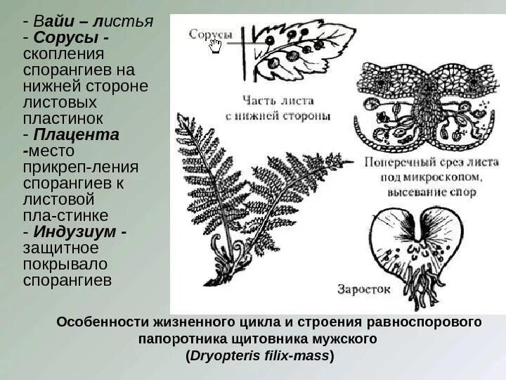 Щитовник мужской сорусы. Строение соруса папоротника. Папоротниковидные сорусы вайи и схема. Строение спорангия щитовника мужского. Каким номером на схеме обозначена спора папоротника