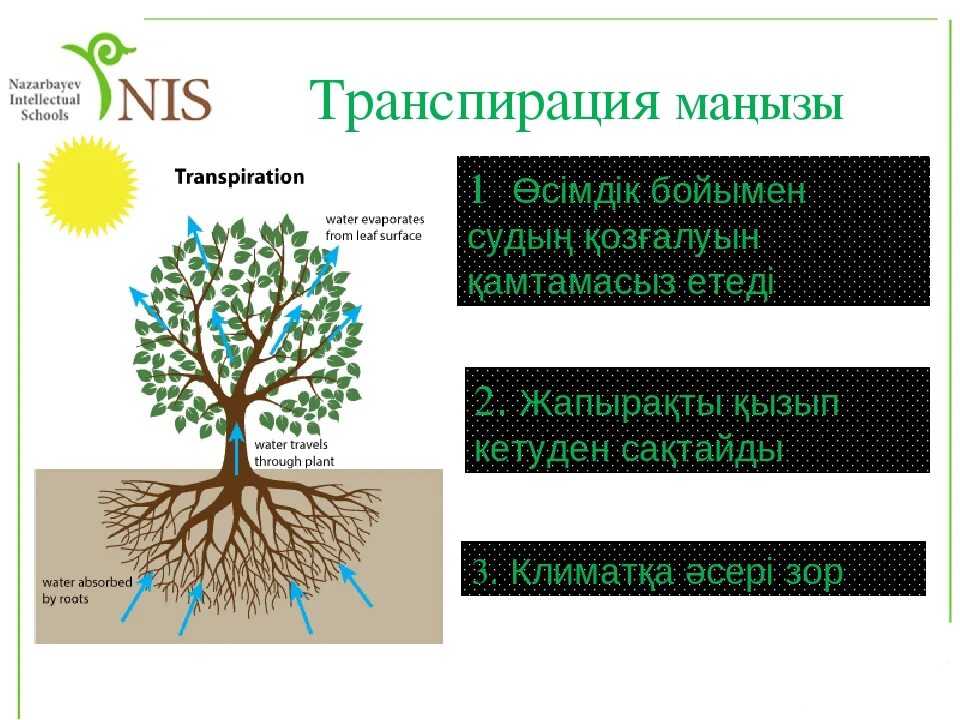 Функции транспирации. Транспирация. Транспирация у растений. Факторы влияющие на процесс транспирации у растений. Процесс испарения воды у растений.