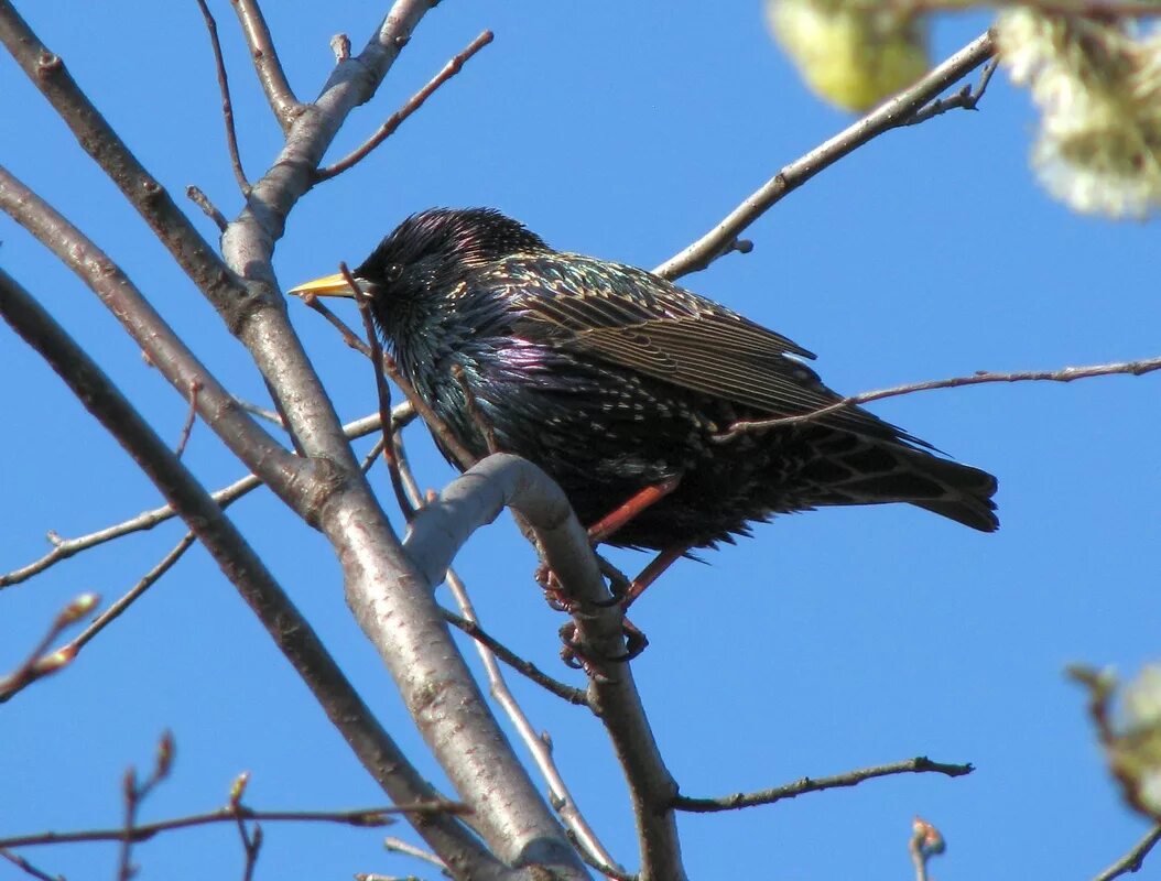 птицы питера. птицы санкт-петербурга. дрозды в санкт-петербурге. городские птицы санкт-петербурга. птицы петербурга.