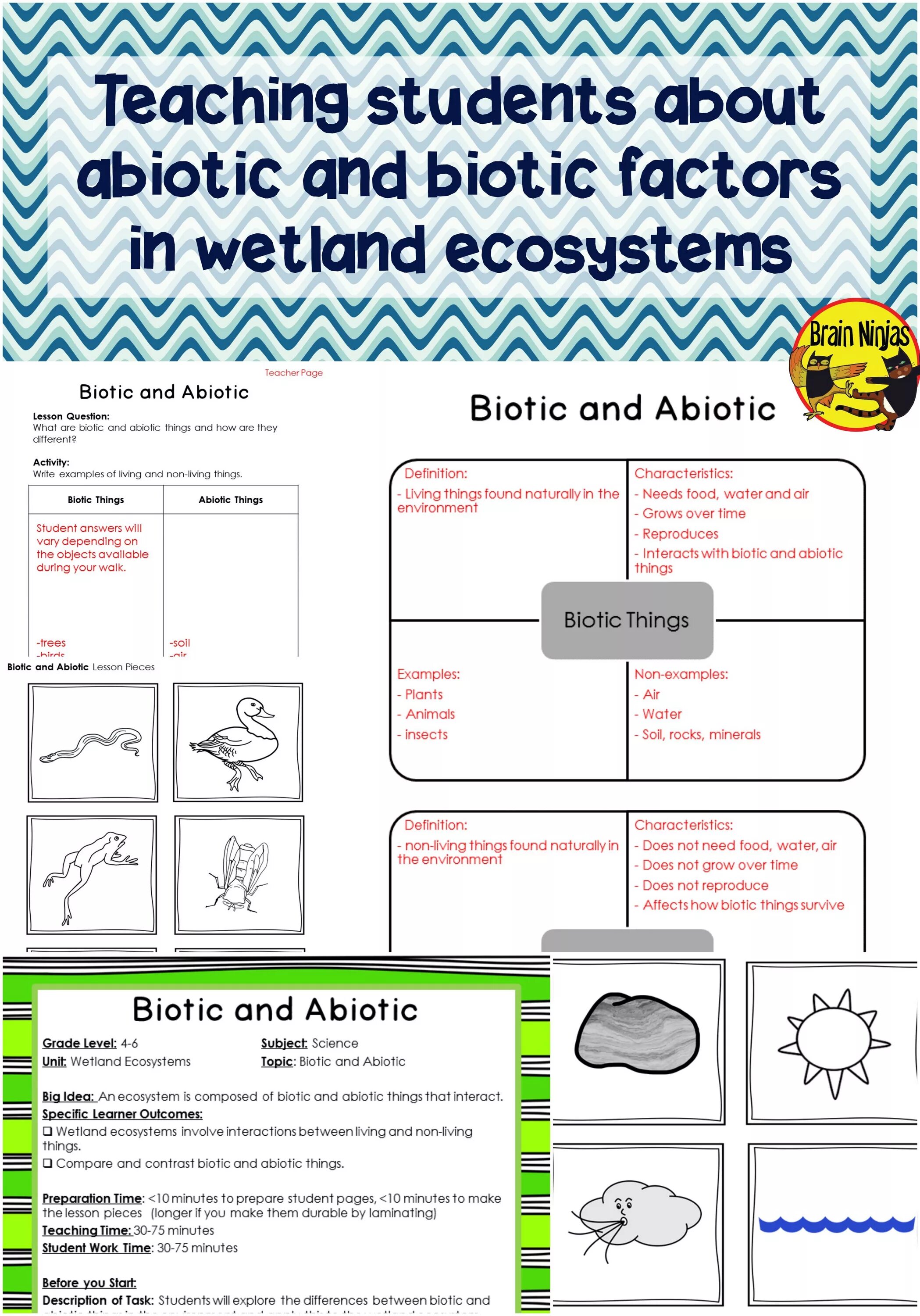 Tasks for students. Biotic and abiotic Factors. Wetlands Biotic abiotic Biotic abiotic interactions. Wetland ecosystems. Ecosystem Worksheet 3rd Grade.