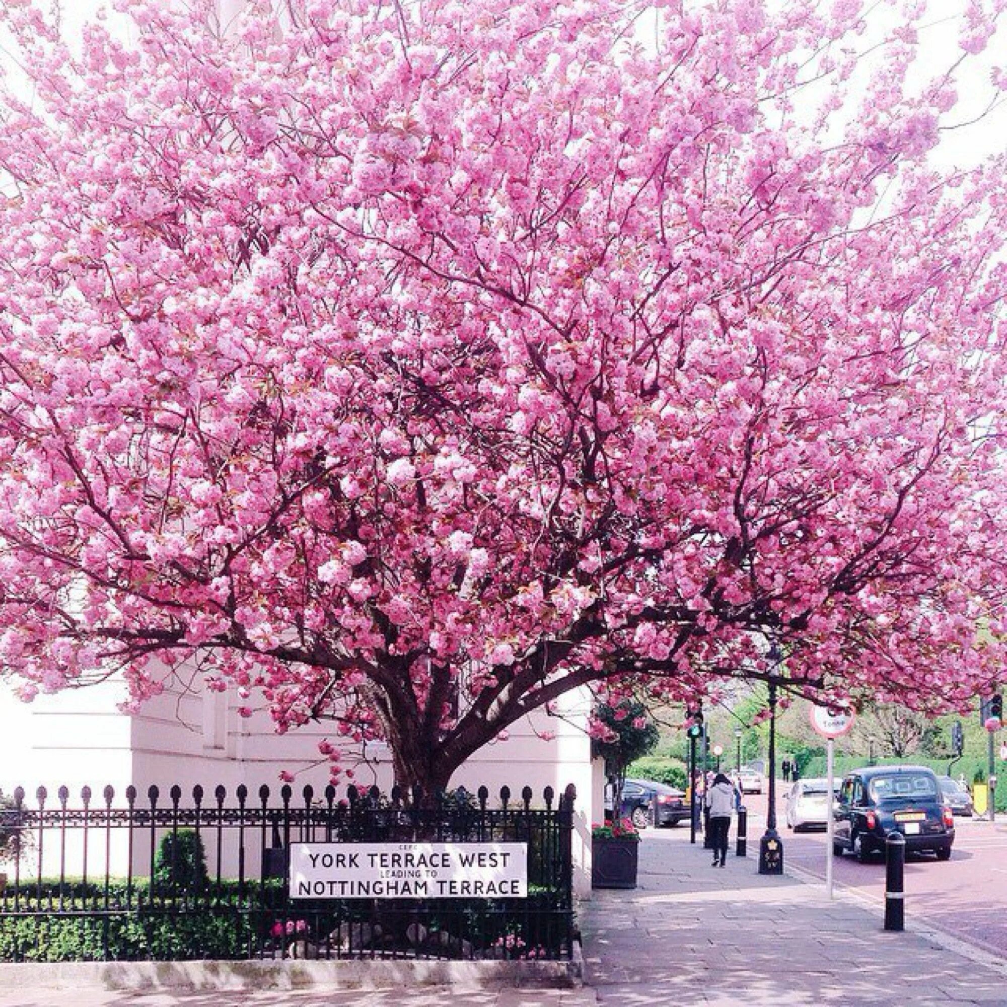 Сакура на английском. Магнолия в Лондоне. Розовые цветы на дереве. Цветущие деревья. Дерево цветущее розовыми цветами.