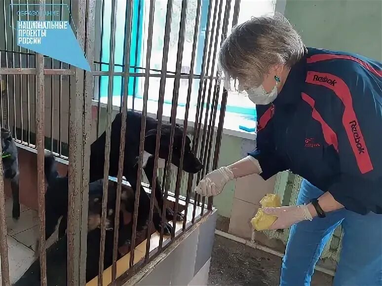Как стать волонтером в приюте для животных. Волонтерство в приютах. волонтеры в приюте для животных. орехово-зуево приют для бездомных животных. приют добрый волонтер.