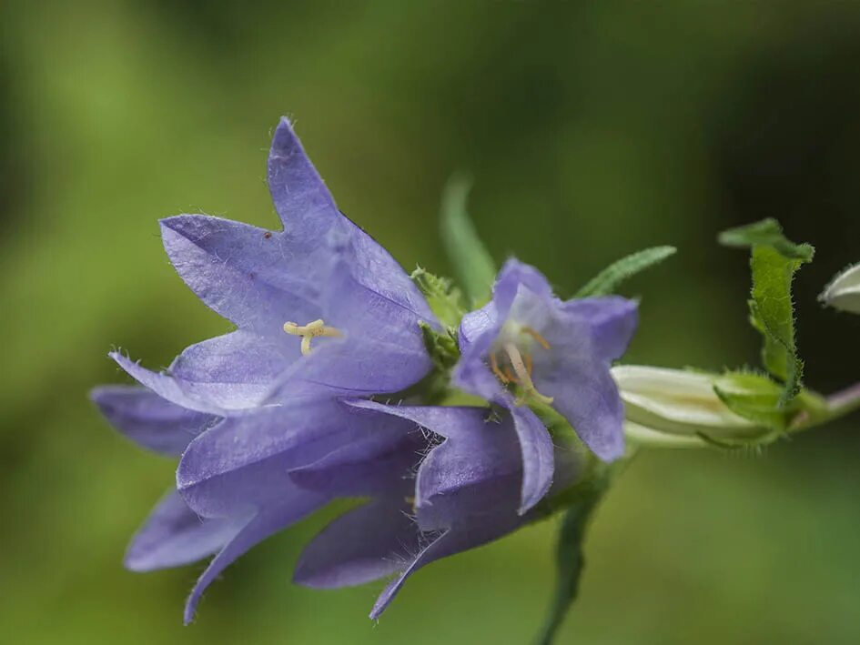 Признаки колокольчика. Campanula trachelium. Колокольчик Campanula Bernice. Campanula trachelium l..