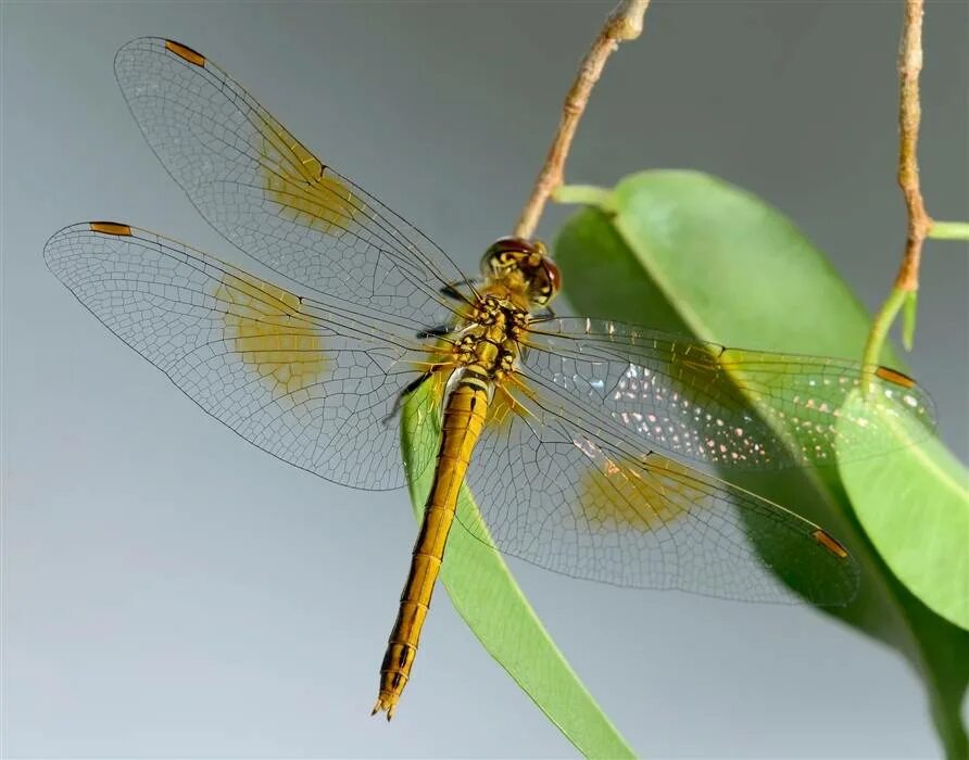 Кевин стрекоза. Стрекоза sympetrum flaveolum. sympetrum flaveolum (linne, 1775) – стрекоза желтая. стрекоза сжатобрюх жёлтый. стрекозы желтый.