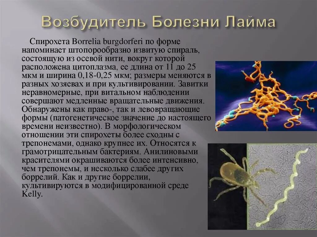 Спирохеты вызывают заболевания. Спирохеты боррелии. Borrelia garinii микробиология. Клещевой боррелиоз возбудитель заболевания.