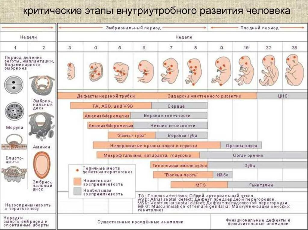 2 недели после зачатия что происходит