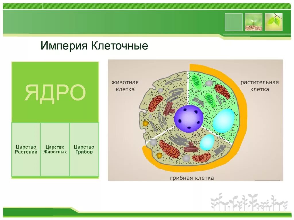 Ядро 5.15. Строение клетки. Строение клетки 10 класс. Клетки Царств. Строение клеток Царств.