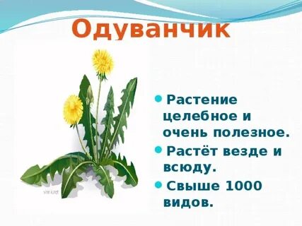 Загадка про одуванчик 1 класс