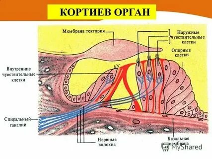 Волосковые клетки кортиева