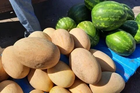 Продам дыню