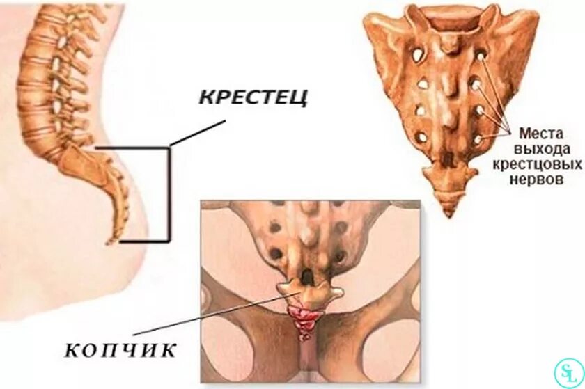 Сильно болит крестец. Крестцово-копчиковый отдел. Анатомия крестцово копчикового. Крестец и копчик. Копчик анатомия человека строение.