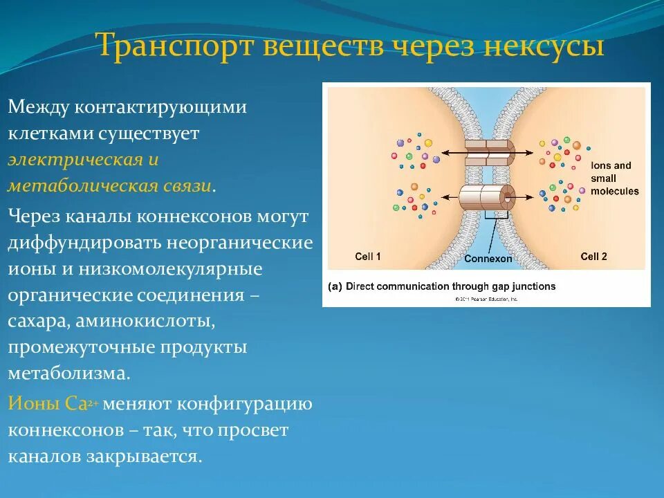 Между клетками есть