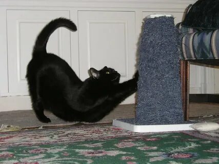 Почему коты царапают мебель