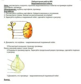 Докажите что луковица это побег