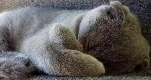 Кот прячет нос. Спящий кот калачиком. кот свернулся клубком.