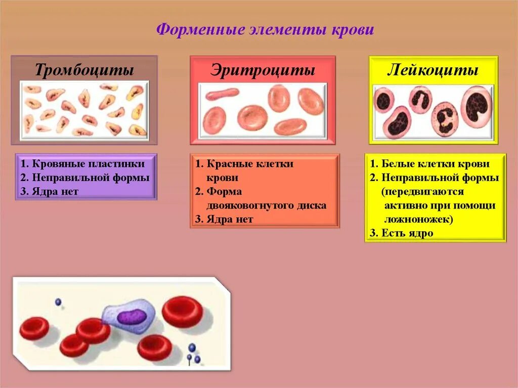 Внутренняя среда организма эритроциты. Клетки крови тромбоциты лейкоциты. клетки крови человека таблица с рисунками. форменные элементы эритроциты лейкоциты тромбоциты. лейкоциты эритроциты тромбоциты в крови рисунок.