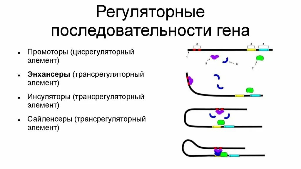 Участки структурного гена. Структурные элементы Гена. Регуляторная часть Гена эукариот. Компоненты и их функции. Регуляторные гены прокариот. Ген структура Гена.