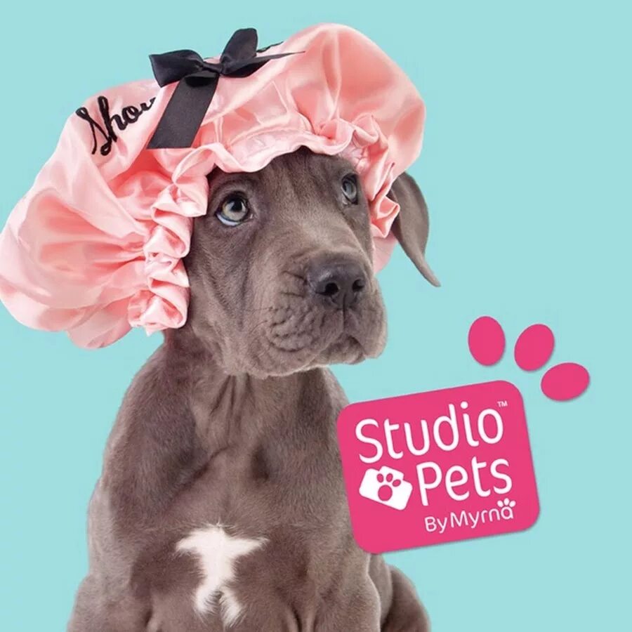 Studio Pets. Studio Pets by Myrna. Pet by. Studio cute Pet.. Pet's studio